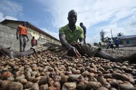 Launch of the 2022 Cashew nut campaign - LIFFT Cashew Project