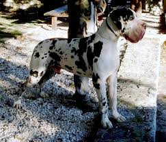 A beautiful harlequin great dane i met at the festival. Beefcakedanes European Great Danes