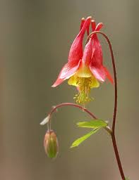 Pin On Beautiful Wildflowers