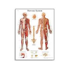 The Human Nervous System Chart