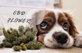 However, although many people use cbd oil for anxiety treatment purposes, there is no scientific data on how using cbd oil may affect dogs. Homemade Cbd Dog Treats To Make When You Can T Go Out