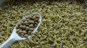 How To Sprout Lentils Cheap Easy And Quick Method Youtube