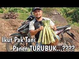 Maybe you would like to learn more about one of these? Ikut Pak Tani Panen Turubuk Hanya Di Tanam Di Loji Karawang Selatan Youtube