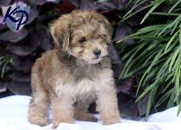 Check spelling or type a new query. Puppy Finder Find Buy A Dog Today By Using Our Petfinder Havapoo Puppies Puppies Hypoallergenic Puppies