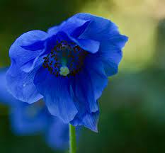 Huge electric blue flowers in late spring. Meconopsis Grandis Growing Guide Blue Poppy