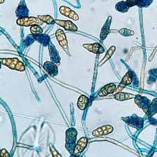 Image result for Microchloa altera
