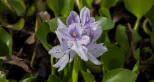 Image result for Pontederiaceae