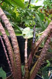 Image result for Pilea johnstonii