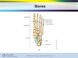 Bone·august 3, 2016august 22, 2016. 7th Edition Medical Terminology For Health Professions Ann Ehrlich Carol L Schroeder C 2013 Delmar Cengage Learning All Rights Reserved The Skeletal Ppt Download