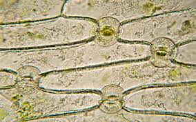 Image result for Stomatanthes sp.no.1