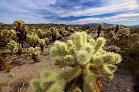 Along With The Prickly Pear The Cholla Cactus Are One Of The Few Plants That Servive Long Drauts In New Me Cactus Garden Joshua Tree Park National Park Photos