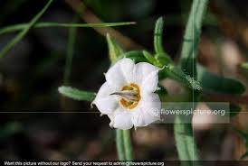 Image result for Trichodesma