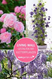 Bluhender Sichtschutz Living Wall In 2020 Pflanzen Garten Bepflanzen Kletterpflanzen
