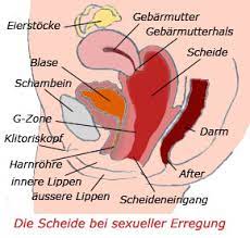 Die vagina besteht von innen aus verschiedenen teilen die aber alle perfekt zusammenpassen. Die Vagina Scheide