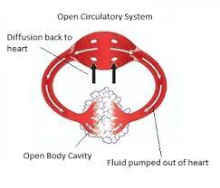 Animals With Open Circulatory Systems Study Com