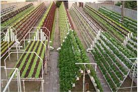 Aquaponics And Hydroponics 3 Backyard Aquaponics Aquaponics Aquaponic Gardening