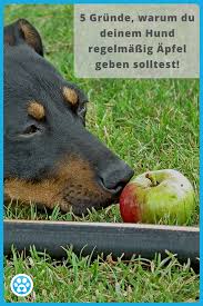 Warum Apfel So Gesund Fur Deinen Hund Sind Gesunde Hunde Leckerlies Hunde Gesunde Hunde