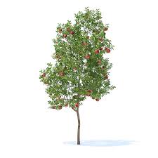 This makes each image unique. Apple Tree With Fruits 3d Model 3 8m