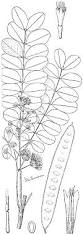 Image result for Albizia procera