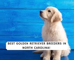 Breed and raised in a loving farm setting. 6 Best Golden Retriever Breeders In North Carolina 2021 We Love Doodles