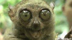 Also, their eyes can't be moved like ours. 21 Animals With Big Eyes Ideas Animals Big Eyes Cute Animals