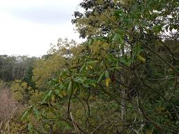 Image result for Solanecio mannii