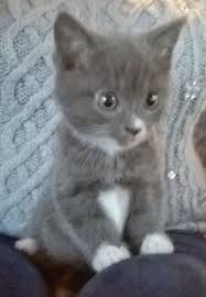 Russian Blue Kittens Abingdon Oxfordshire Pets4homes Russian Blue Russian Blue Kitten Kittens Cutest