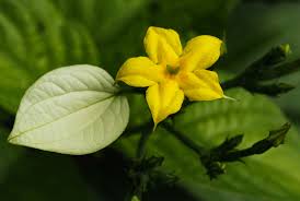 Image result for Pseudomussaenda stenocarpa