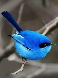 Blue Fairy Wern On Our Holiday In Bridgetown Wa We Saw Heaps Of These Very Pretty Pet Birds Beautiful Birds Pretty Birds