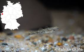 Image result for Globimetula kivuensis