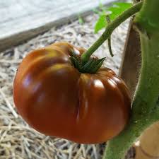Maybe you would like to learn more about one of these? Dwarf Tomatoes White Flower Farm