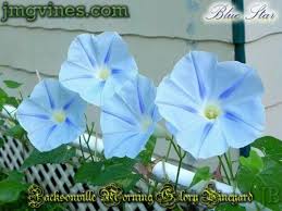 Blue Star Ipomoea Tricolor Morning Glory 8 Seeds Ebay Garden Vines Morning Glory Flowers Blue Star