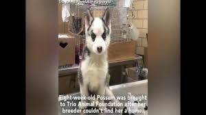 $3,500 or best off $3,500 (diamond bar san gabriel valley ) pic hide this posting restore restore this posting $1,500 Siberian Husky Puppy With Leg Deformities Rescued By Animal Foundation 6abc Philadelphia