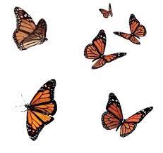 The Butterfly Effect Butterfly Wallpaper Butterfly Drawing Overlays
