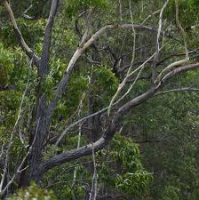 Image result for Eucalyptus cloeziana