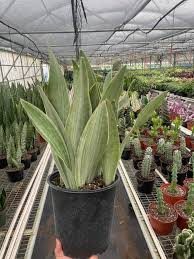 Image result for Sansevieria