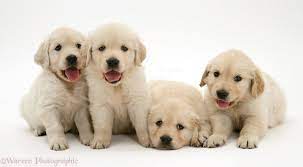 Golden Retriever Puppies Golden Retriever Retriever Puppy Dogs Golden Retriever