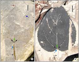 Image result for Eriolaena rulkensii