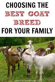 Goat Breeds List Picking The Best Goat For Your Family Simple Living Country Gal