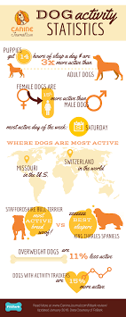 Fitbark Review A Healthy Dog Is A Happy Dog Caninejournal Com Dog Activities Animal Nutrition Best Pet Dogs