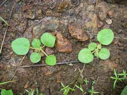 Image result for Pseudovigna