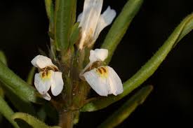 Image result for Hygrophila schulli