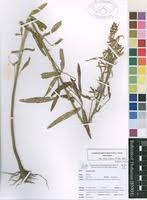 Image result for Crotalaria lanceolata