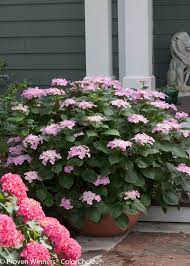 Let S Dance Starlight Bigleaf Hydrangea Hydrangea Macrophylla Garden Shrubs Bigleaf Hydrangea Plants