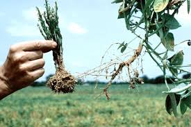 Image result for Striga gesnerioides