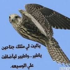 الصقر المهاجر On Twitter يالله فـي صباحك لنا تكتب الخير واعـوذبـك شر النفوس وجـهلهـا يا كافل رزق البشر ومشبع الطير اغفـر لنفـس قصـرت فـي عملهـا