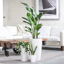 Buy All Types Of Plants Including Indoor Plants Outdoor Plants Money Plants Air Purifier Plants From Plangsbazar Com Wit In 2020 Plant Delivery Indoor Plants Plants