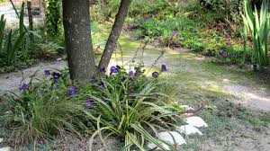 Image result for Lily Turf
