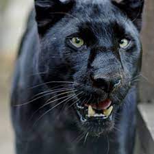 Is A Panther Faster Than A Wolf Purely Facts