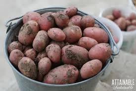 When you have more than you need, donate them to your local. How To Grow Potatoes In Your Home Garden Attainable Sustainable